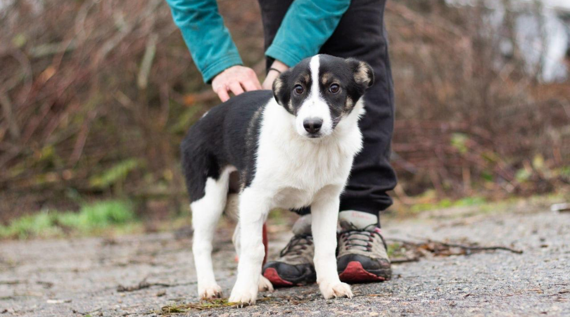Chiens à adopter